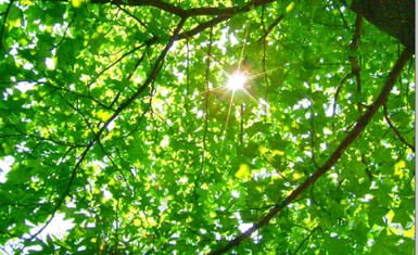 Resultado de imagen para luz del sol que filtra por entre las ramas