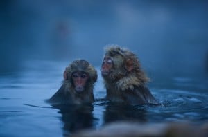 Macacos japoneses bañándose en un agua termal