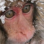 cropped-macaco-japonés-3.jpg