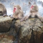 macaco japonés 2