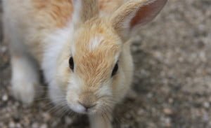 conejos en Okunoshima