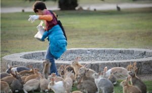 conejos en Okunoshima