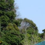 cropped-KamakuraDaibutsu.jpg