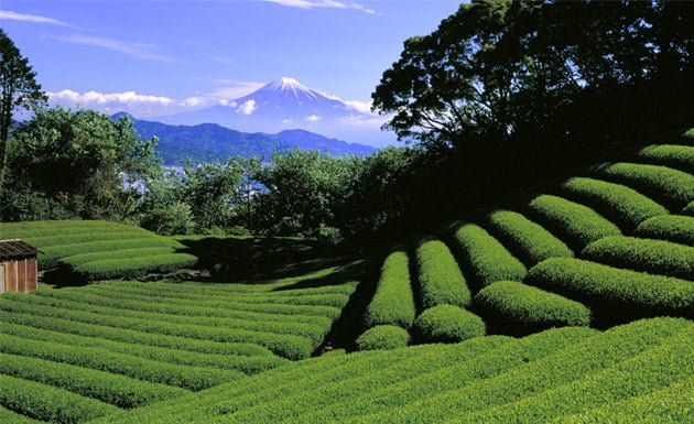 Cultivo de té en Shizuoka