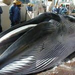 Cacería de ballenas en Japón 2