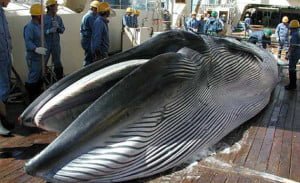 cacería de ballenas en Japón