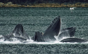 ballenas en Japón