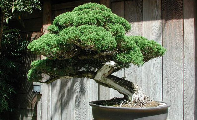 El origen del bonsai