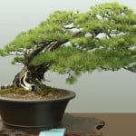 bonsai 2
