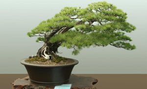 árbol de bonsái