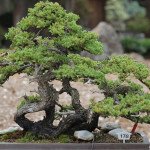 bonsai 3