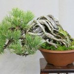 bonsai 4