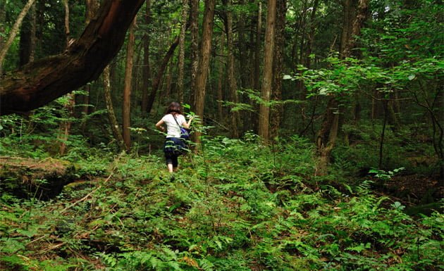 Aokigahara, el bosque de los suicidas