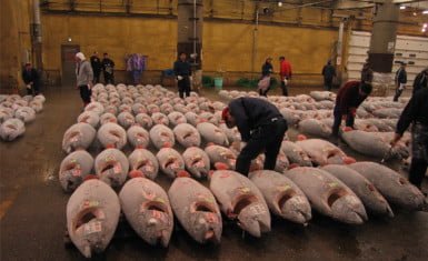 consumo de pescado en Japón