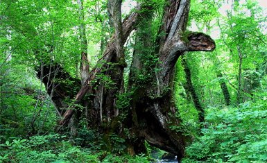 bosque japonés