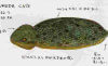 tsuchinoko 3