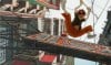 Tekkonkinkreet