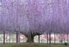 Parque Ashikaga 1