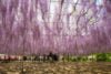 Parque Ashikaga