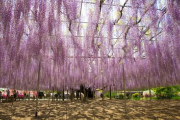 Parque floral de Ashikaga
