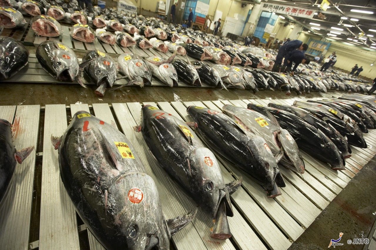 Mercado de Tsukiji detendrá visitas a subastas de atún